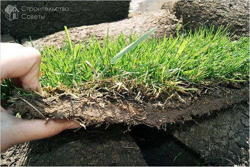 Укладка рулонного газона своими руками - особенности технологии укладки(+фото)